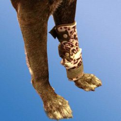 Schreiber & Ebert GmbH Tierorthopädie
